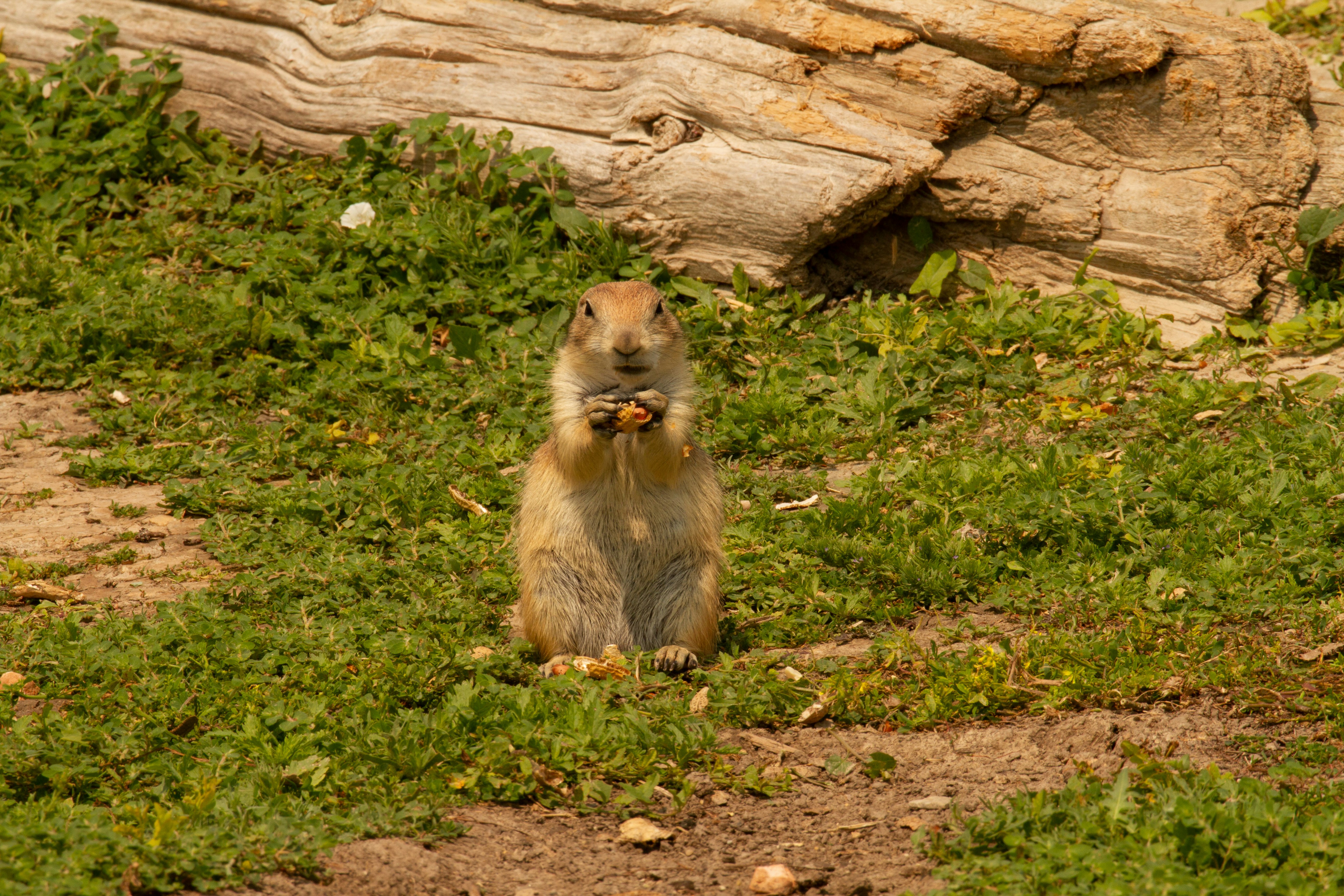 brown squirrel on green grass during daytime